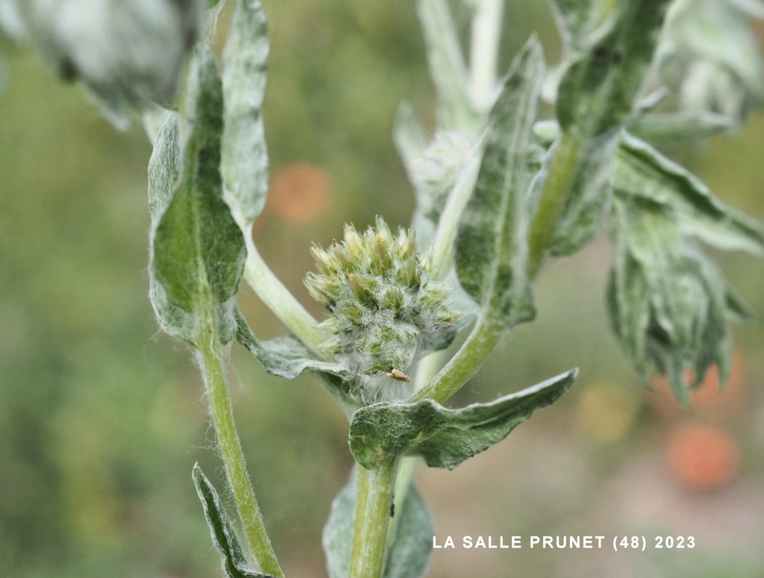 Cudweed, Common